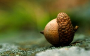 Acorn close up