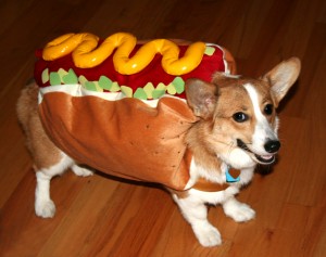 Dog in a hot dog suit