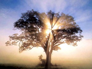 Oak tree with sun rays symbolizing a new small business