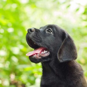 High resolution photograph of a black lab puppy in Scottsdale, Arizona