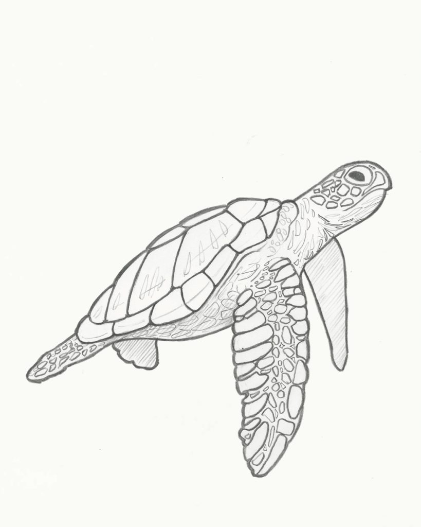 So many turtle drawings...
